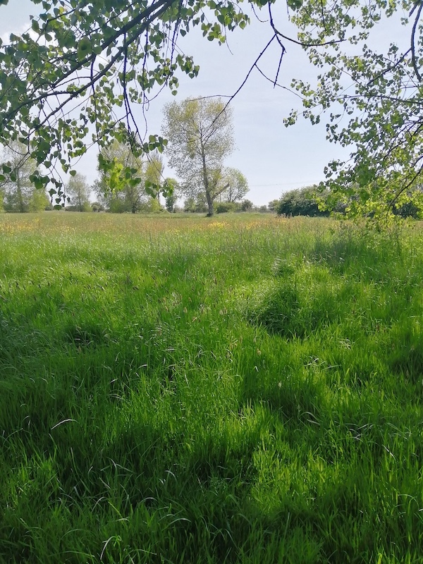 Testing, Testing…….                                                                                   Anderida Park Wild Flower Meadow Project&nbsp;Trial